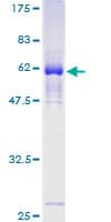Human ZNF187 Protein (Recombinant GST)