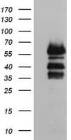 VASP Antibody (clone OTI1H8)