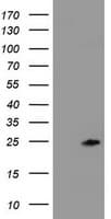 ZFAND5 Antibody (clone OTI1D8)