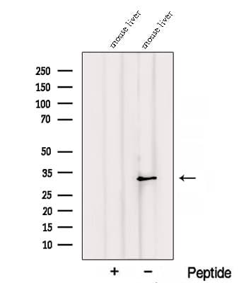 Polyclonal Rabbit anti-Human RGN / Regucalcin Antibody (WB)