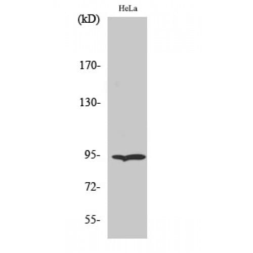HSP90B1 / GP96 / GRP94 Antibody (730-810 aa, C-terminal)