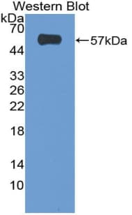 PDCD1 / CD279 / PD-1 Antibody (aa39-266, Biotin)