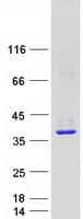 Human STX2 / Syntaxin 2 Protein (Recombinant Myc-DDK (Flag))
