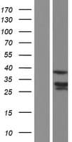 MBNL1 / MBNL Protein (Over-Expression Lysate Myc-DDK (Flag))