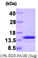 Human PEA15 / PEA-15 Protein (Recombinant)