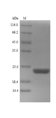 Phanerochaete chrysosporium CDH-1 Protein (Recombinant 6His, N-terminus)