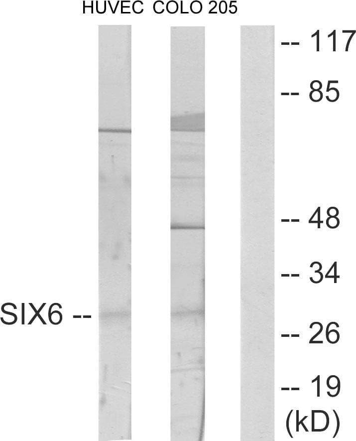 SIX6 Antibody
