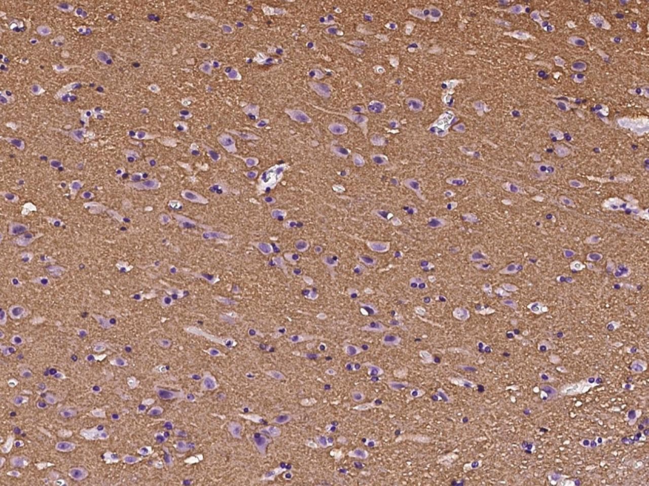 BASP1 Antibody