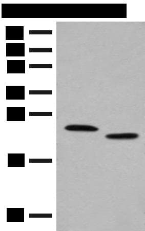 PRXL2A / FAM213A Antibody