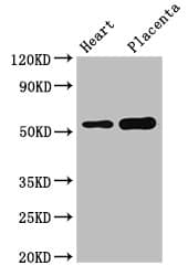 Polyclonal Rabbit anti-Human DOK3 Antibody (IHC, IF, WB)