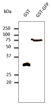 GST / Glutathione S-Transferase Antibody