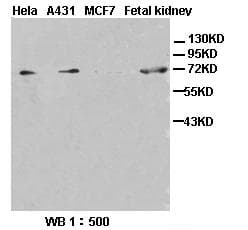 EZR / Ezrin Antibody