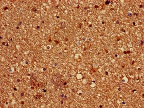 Paralemmin / PALM Antibody
