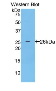 Pepsin Antibody (Full length protein)