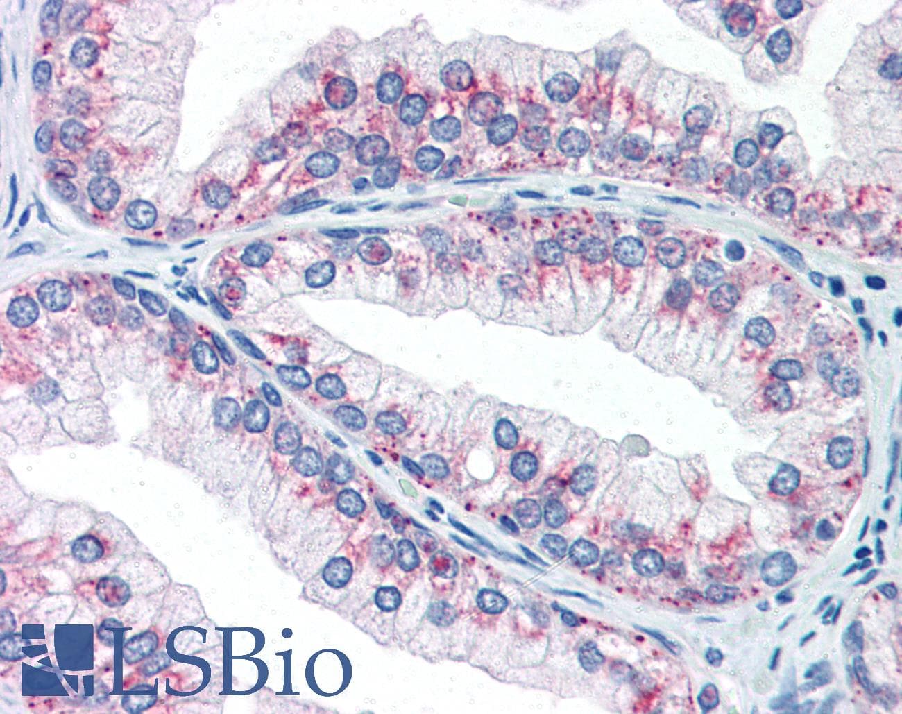IHC-plus™ AKT1S1 / PRAS40 Antibody