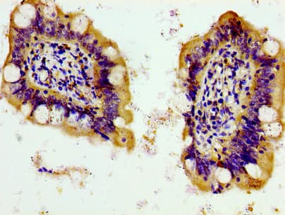 PANX1 / Pannexin 1 Antibody