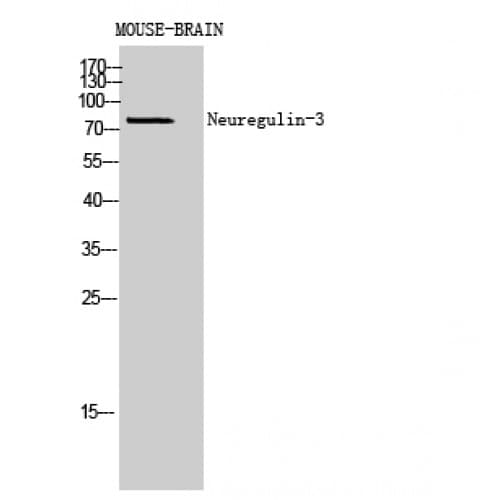 NRG3 Antibody (311-360 aa, Internal)