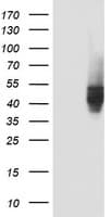 CD4 Antibody (clone OTI16D11)