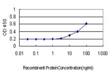 CX3CR1 Antibody (clone 2B11)