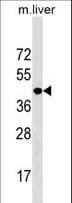 NKX2-5 Antibody (aa82-111)