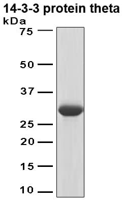 Human YWHAQ / 14-3-3 Theta Protein (Recombinant 6His, N-terminus)