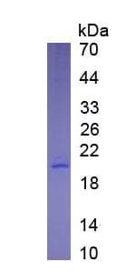 Dog IL-10 Protein (Recombinant His, N-Terminal)