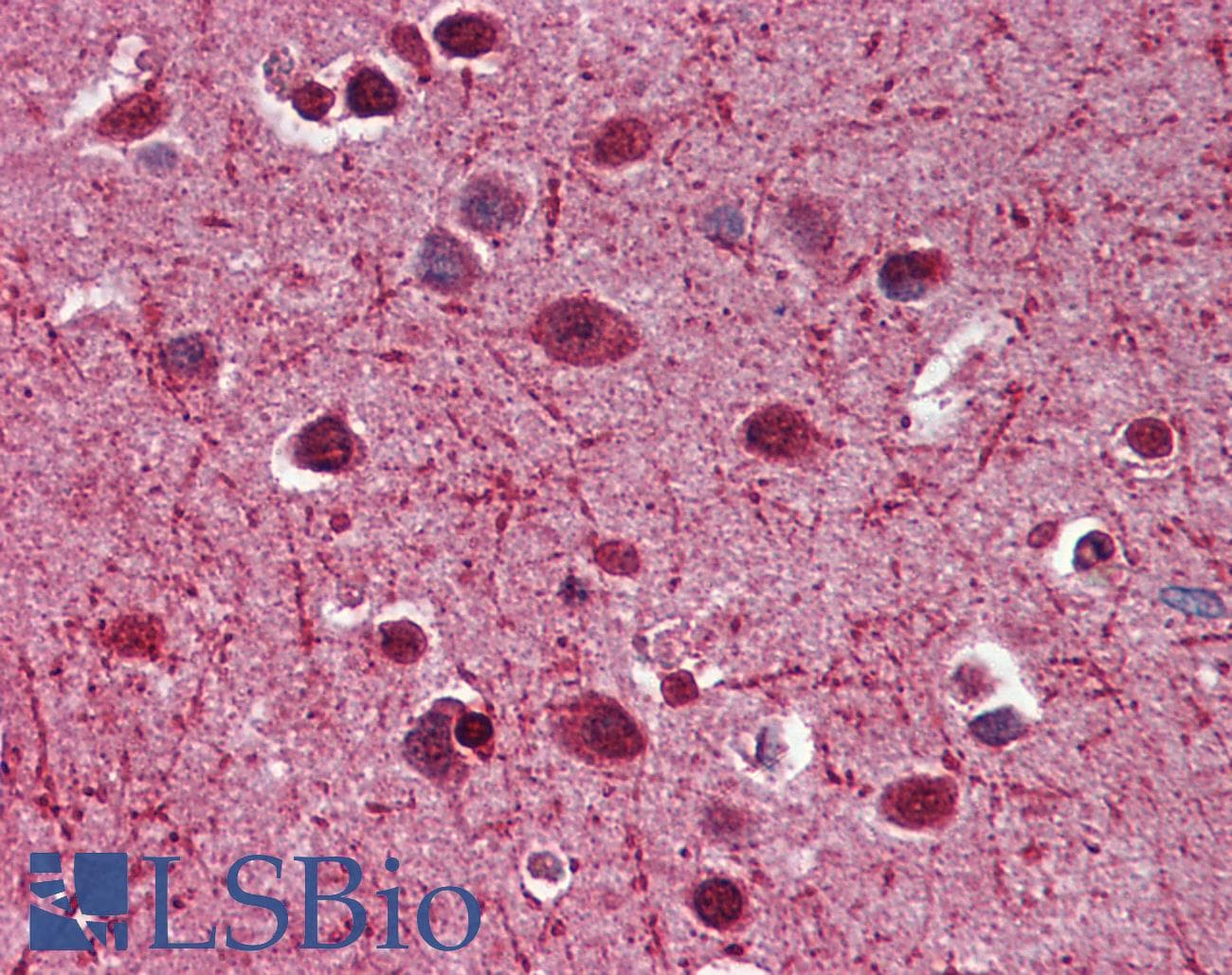 IHC-plus™ Monoclonal Mouse anti-Human MAG Antibody (clone 3C7, IHC, WB)