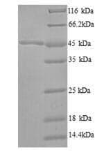 Bacillus subtilis fabF / 3-Oxoacyl-Synthase 2 Protein (Recombinant 6His, N-terminus)