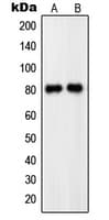 PDE4C Antibody (Internal)