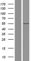 SGK1 / SGK Protein (Over-Expression Lysate Myc-DDK (Flag))
