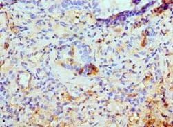 KIAA0652 / ATG13 Antibody (aa318-517)