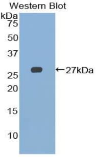 CD244 Antibody (aa20-221)