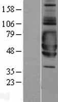 Human SIGIRR Protein (Over-Expression Lysate Myc-DDK (Flag))