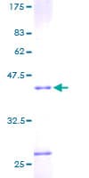 Human RNASE4 Protein (Recombinant GST)
