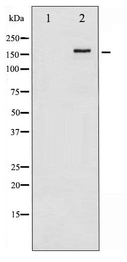 Polyclonal Rabbit anti-Human ERBB4 / HER4 Antibody (phospho-Tyr1284, IHC, IF, WB)