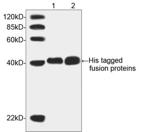 His Tag Antibody (clone 6G2A9)