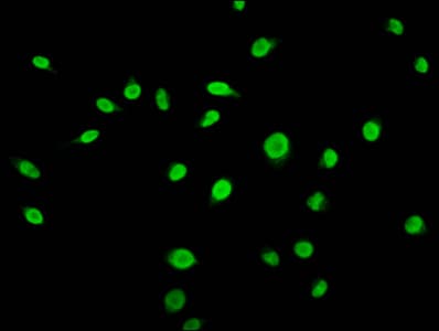 HIST1H3A Antibody