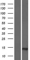 Human ERICH4 Protein (Over-Expression Lysate Myc-DDK (Flag))