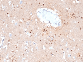 Ubiquitin Antibody (clone UBB/2122, Azide-free, BSA-free)