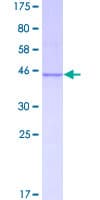 Human MKNK2 / MNK2 Protein (Recombinant GST)