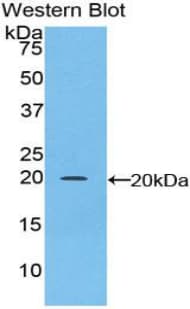CEBPG / CEBP Gamma Antibody (aa1-150)