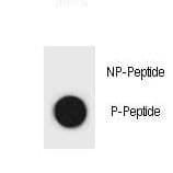 CCNB2 / Cyclin B2 Antibody (phospho-Ser392)