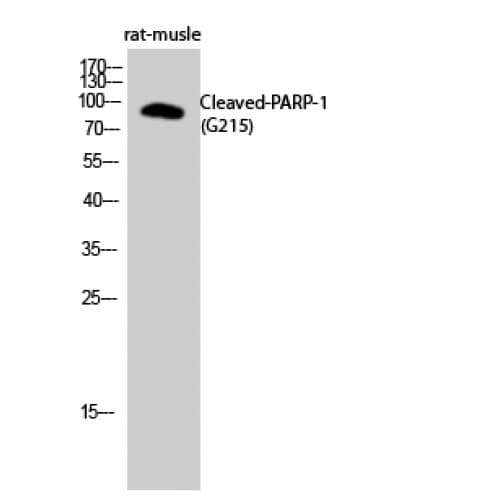 PARP1 Antibody (170-250 aa, Internal)
