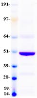 Human BTN2A1 Protein (Recombinant Myc-DDK (Flag))
