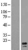 AP1S1 Protein (Over-Expression Lysate Myc-DDK (Flag))