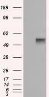 CD36 Antibody (clone OTI6A5)
