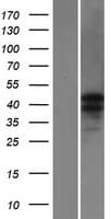 CATSPER3 Protein (Over-Expression Lysate Myc-DDK (Flag))