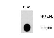 AKT2 Antibody (phospho-Ser474)