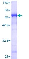 Human C2CD2 Protein (Recombinant GST)