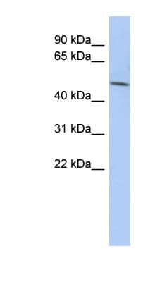 LRRC42 Antibody (aa107-156)